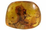 Three Detailed Fossil Flies (Diptera) In Baltic Amber #90805-1